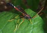 Therion circumflexum; Ichneumon Wasp species; female