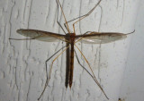 Pedicia inconstans; Hairy-eyed Crane Fly species; female