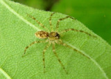Dolomedes Fishing Spider species; juvenile