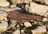 Arphia xanthoptera; Autumn Yellow-winged Grasshopper