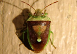Stink Bugs and Relatives