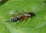 Itoplectis conquisitor; Ichneumon Wasp species; female