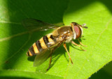 Eupeodes americanus/pomus complex; Syrphid Fly species