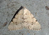 6381 - Digrammia colorata; Creosote Moth