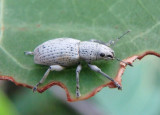 Artipus floridanus; Little Leaf Notcher