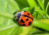 Coelophora inaequalis; Variable Lady Beetle; exotic