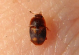 Stelidota coenosa; Sap-feeding Beetle species