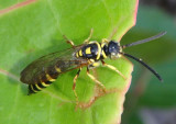 Myzinum Thynnid Wasp species; male