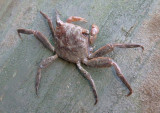 Marsh Crab