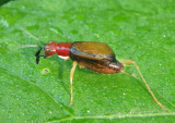 Phyllopalpus pulchellus; Handsome Trig; male