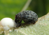 Rhyssomatus lineaticollis; Milkweed Stem Weevil