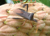 Leptoglossus fulvicornis; Leaf-footed Bug species