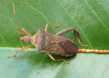 Leptoglossus fulvicornis; Leaf-footed Bug species; female