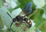 Scolia nobilitata; Scoliid Wasp species.