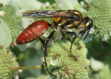 Sphex habenus; Thread-waisted Wasp species; male