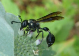 Zethus spinipes; Potter Wasp species