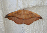 6974 - Patalene olyzonaria; Juniper-Twig Moth