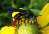 Scolia dubia; Scoliid Wasp species