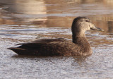 American Black Duck; female