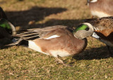 American Wigeon; male