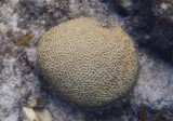 Boulder Brain Coral