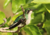 Cavinets Emerald; female