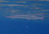 Flat Needlefish