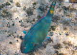 Stoplight Parrotfish; terminal phase