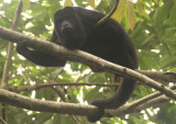 Black Howler Monkey; male