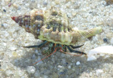 Blue-legged Hermit Crab inhabiting Knobbed Triton Shell