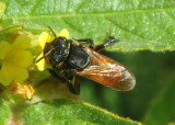 Syrphid Fly species