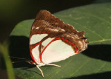 Pyrrhogyra neaerea; Leading Redwing