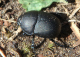 Geotrupes opacus; Opaque Earth Boring Beetle