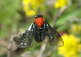 Tethida barda; Black-headed Ash Sawfly