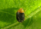 Scymnus Dusky Lady Beetle species