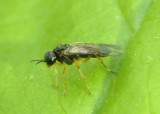Acordulecera Pergid Sawfly species