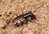 Cicindela scutellaris lecontei; Festive Tiger Beetle
