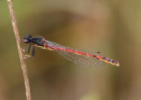 Amphiagrion intermediate; Red Damsel species; male 