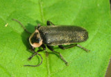 Atalantycha neglecta; Soldier Beetle species