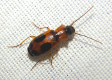 Badister neopulchellus; Ground Beetle species