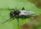 Bibio albipennis; March Fly species; male