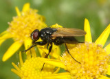 Drymeia flavinervis; Muscid Fly species