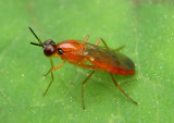 Loxocera Rust Fly species