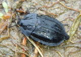 Oiceoptoma inaequale; Ridged Carrion Beetle