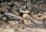 Oxidus gracilis; Greenhouse Millipedes; juveniles