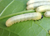 Tethida barda; Black-headed Ash Sawfly larva