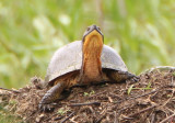 Blandings Turtle