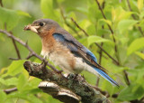 Eastern Bluebird; female 
