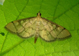 5182 - Blepharomastix ranalis; Hollow-spotted Blepharomastix