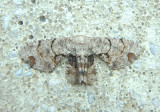 7650 - Callizzia amorata; Gray Scoopwing